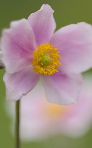 Preview wallpaper petals, flower, plant, nature