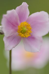 Preview wallpaper petals, flower, plant, nature