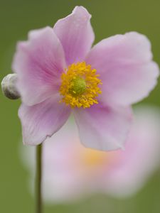 Preview wallpaper petals, flower, plant, nature