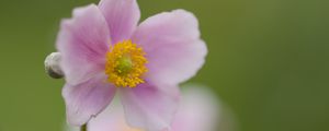 Preview wallpaper petals, flower, plant, nature