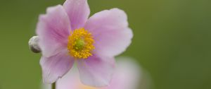 Preview wallpaper petals, flower, plant, nature