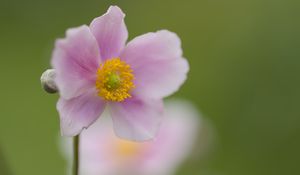 Preview wallpaper petals, flower, plant, nature