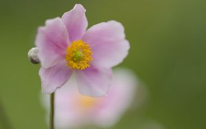 Preview wallpaper petals, flower, plant, nature