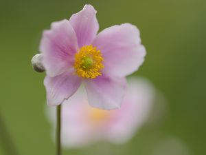 Preview wallpaper petals, flower, plant, nature