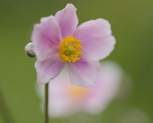 Preview wallpaper petals, flower, plant, nature