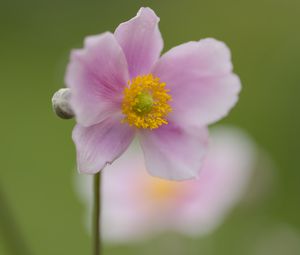 Preview wallpaper petals, flower, plant, nature