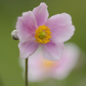 Preview wallpaper petals, flower, plant, nature