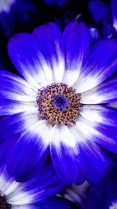Preview wallpaper petals, flower, plant, macro, nature
