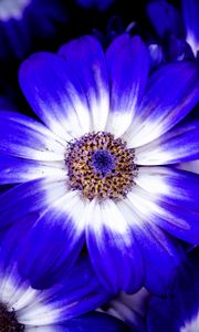Preview wallpaper petals, flower, plant, macro, nature