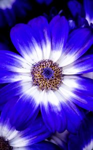 Preview wallpaper petals, flower, plant, macro, nature