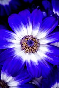 Preview wallpaper petals, flower, plant, macro, nature