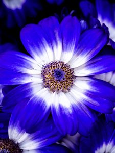 Preview wallpaper petals, flower, plant, macro, nature