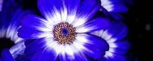 Preview wallpaper petals, flower, plant, macro, nature