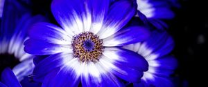 Preview wallpaper petals, flower, plant, macro, nature