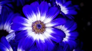 Preview wallpaper petals, flower, plant, macro, nature