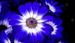 Preview wallpaper petals, flower, plant, macro, nature