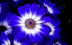Preview wallpaper petals, flower, plant, macro, nature
