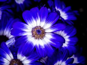 Preview wallpaper petals, flower, plant, macro, nature
