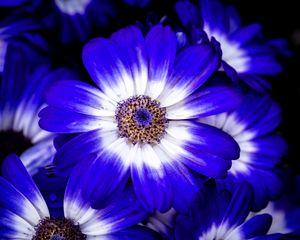 Preview wallpaper petals, flower, plant, macro, nature