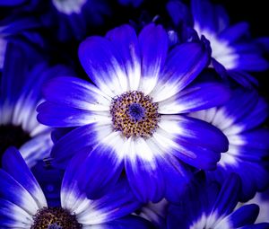 Preview wallpaper petals, flower, plant, macro, nature