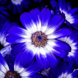 Preview wallpaper petals, flower, plant, macro, nature