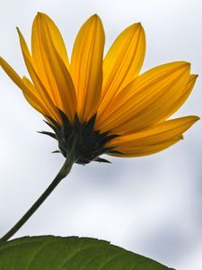 Preview wallpaper petals, flower, plant