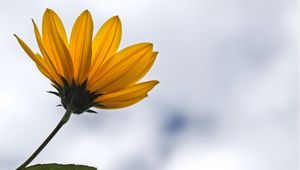 Preview wallpaper petals, flower, plant