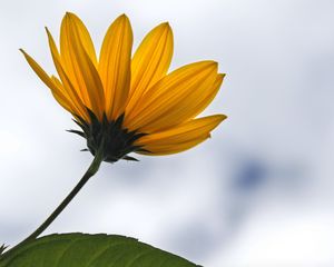 Preview wallpaper petals, flower, plant