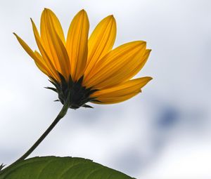 Preview wallpaper petals, flower, plant