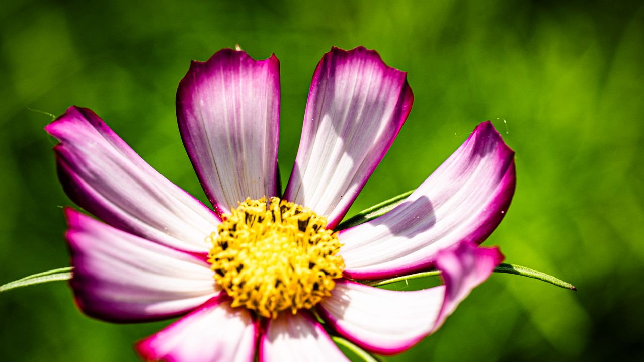 Wallpaper petals, flower, pollen, macro, stems