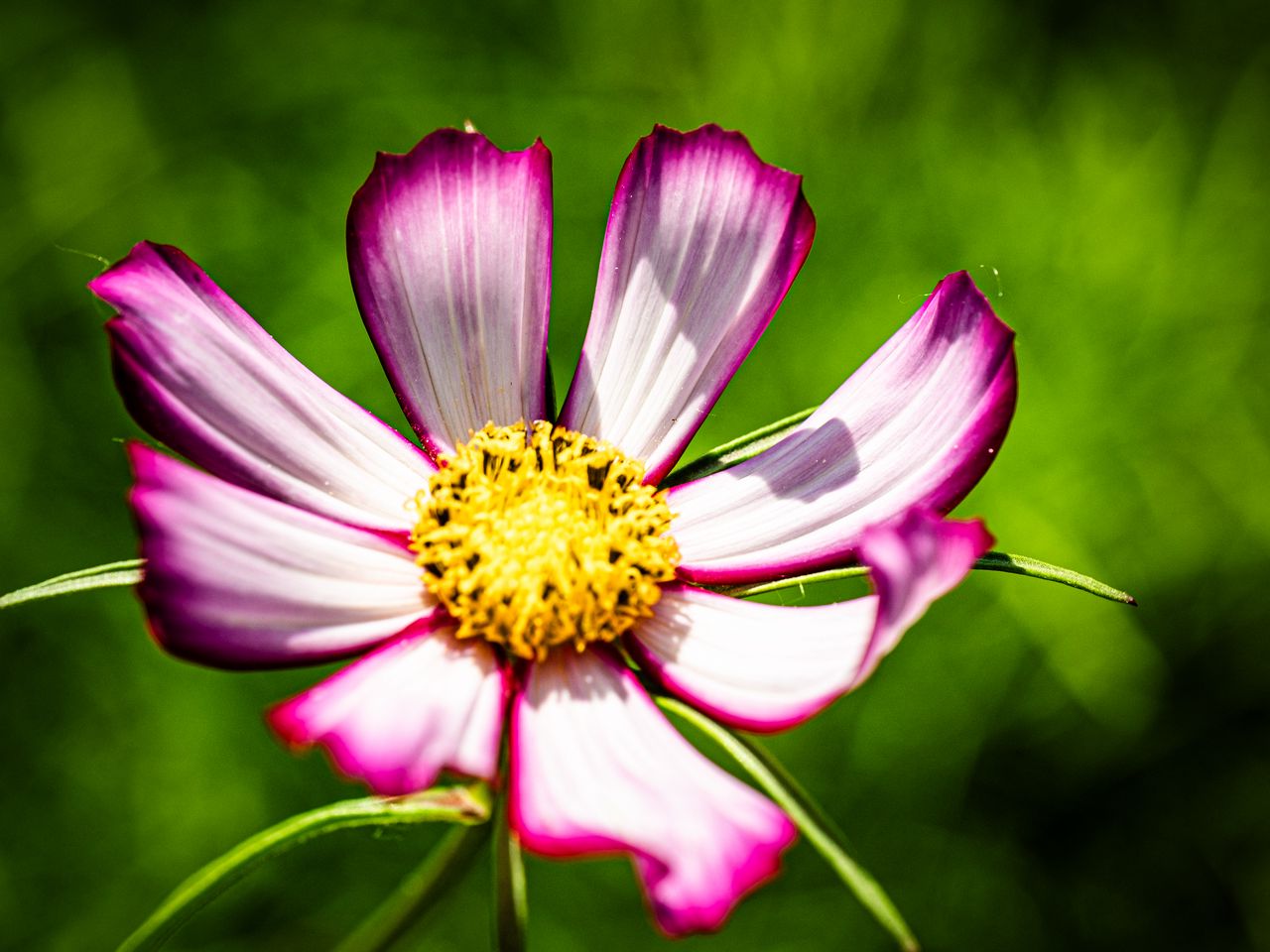 1280x960 Wallpaper petals, flower, pollen, macro, stems