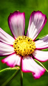 Preview wallpaper petals, flower, pollen, macro, stems