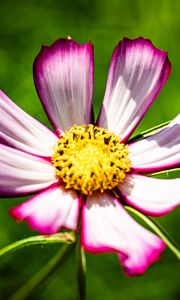 Preview wallpaper petals, flower, pollen, macro, stems