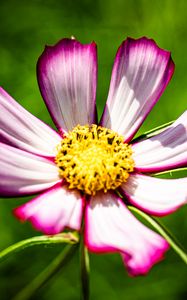 Preview wallpaper petals, flower, pollen, macro, stems