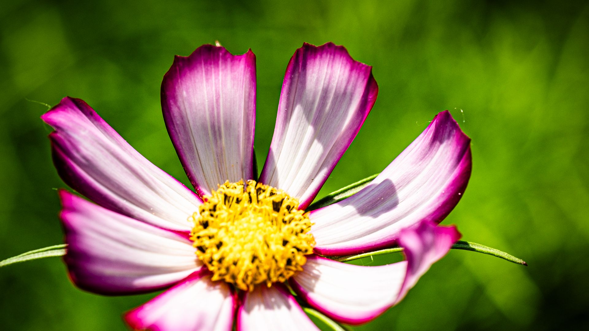 1920x1080 Wallpaper petals, flower, pollen, macro, stems