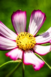 Preview wallpaper petals, flower, pollen, macro, stems