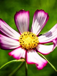 Preview wallpaper petals, flower, pollen, macro, stems
