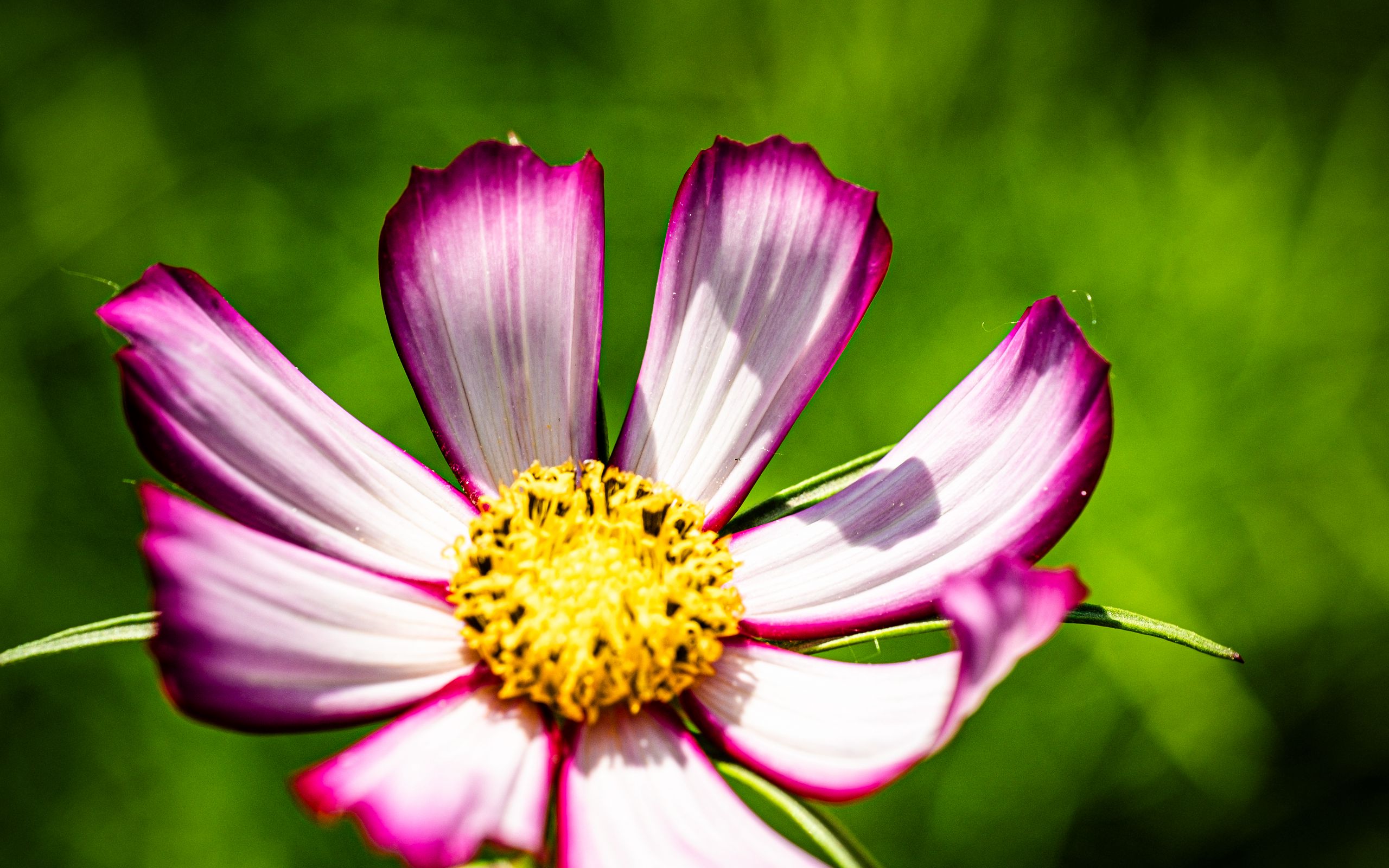 2560x1600 Wallpaper petals, flower, pollen, macro, stems