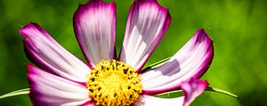 Preview wallpaper petals, flower, pollen, macro, stems