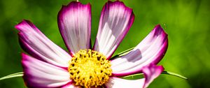 Preview wallpaper petals, flower, pollen, macro, stems