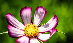 Preview wallpaper petals, flower, pollen, macro, stems