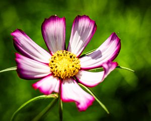 Preview wallpaper petals, flower, pollen, macro, stems