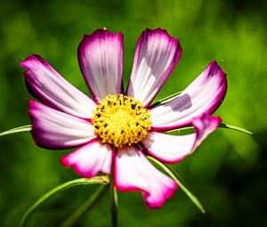 Preview wallpaper petals, flower, pollen, macro, stems