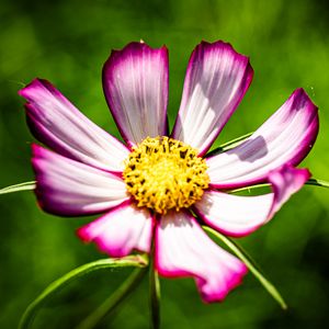 Preview wallpaper petals, flower, pollen, macro, stems