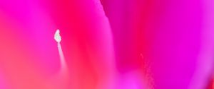 Preview wallpaper petals, flower, purple, macro, blur