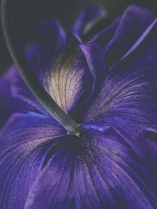 Preview wallpaper petals, flower, purple, macro