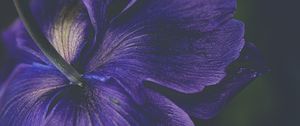 Preview wallpaper petals, flower, purple, macro