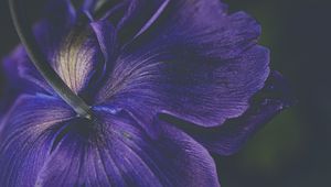 Preview wallpaper petals, flower, purple, macro