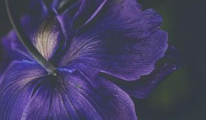 Preview wallpaper petals, flower, purple, macro