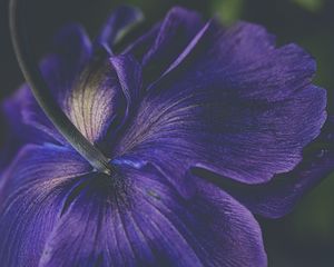 Preview wallpaper petals, flower, purple, macro